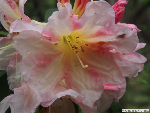 ...posy...