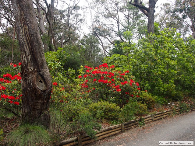 ...striking reds...