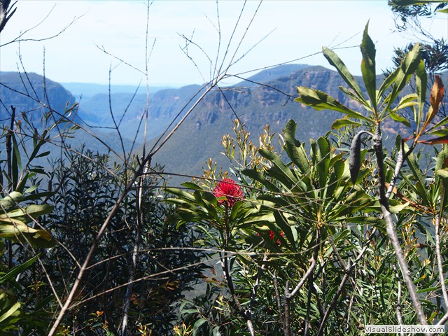 ...a wild Waratah to end a great rally!