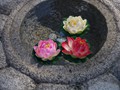 ...lotus...