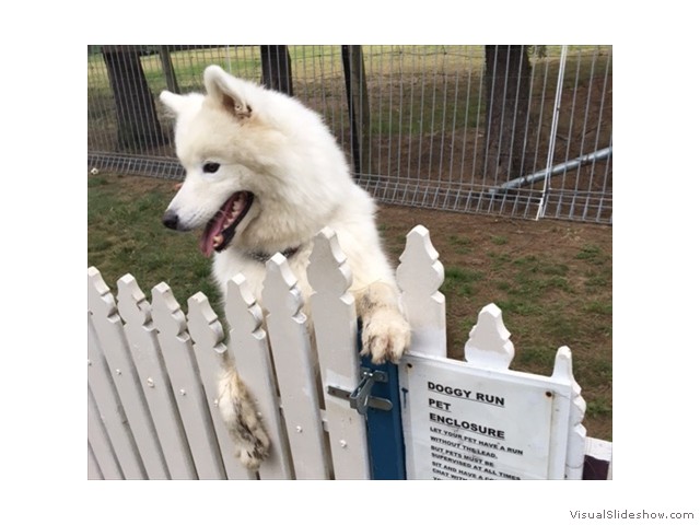 Ghost testing out the Doggie Run