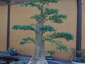 ...bonsai...