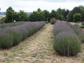 ...Lavender fields...