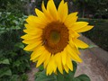 ...a bee doing its job!
