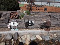 ...and cows...